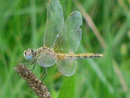 Sympetrum fonscolombei  - Fabio Simonazzi
