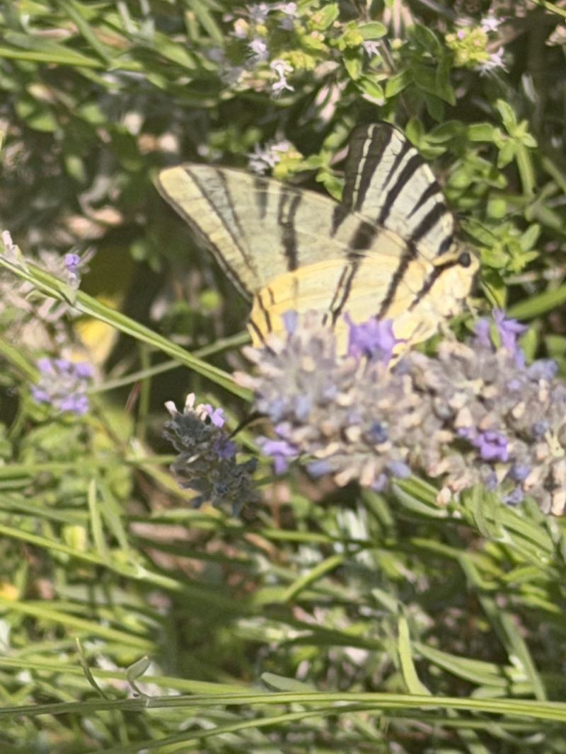 Iphiclides podalirius  - Walkerdine Susan