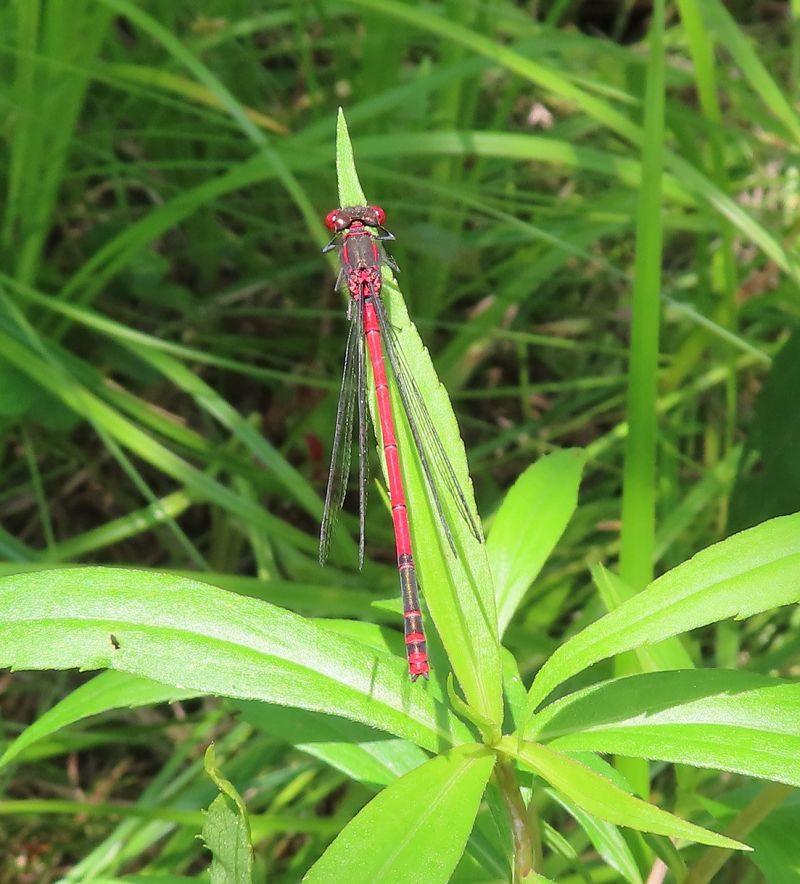 Pyrrhosoma nymphula  - Nicola Pilon