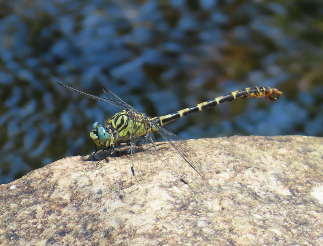 Onychogomphus forcipatus  - Nicola Pilon