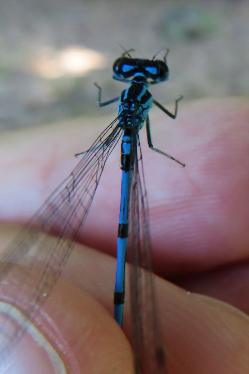 Coenagrion puella  - Nicola Pilon
