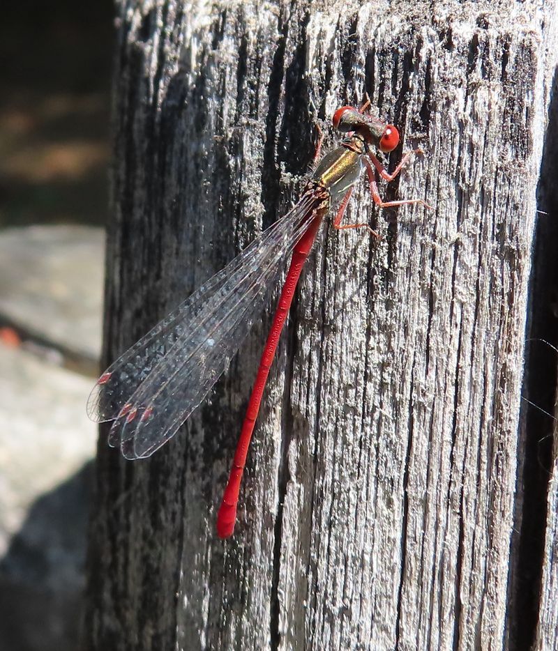 Ceriagrion tenellum  - Nicola Pilon