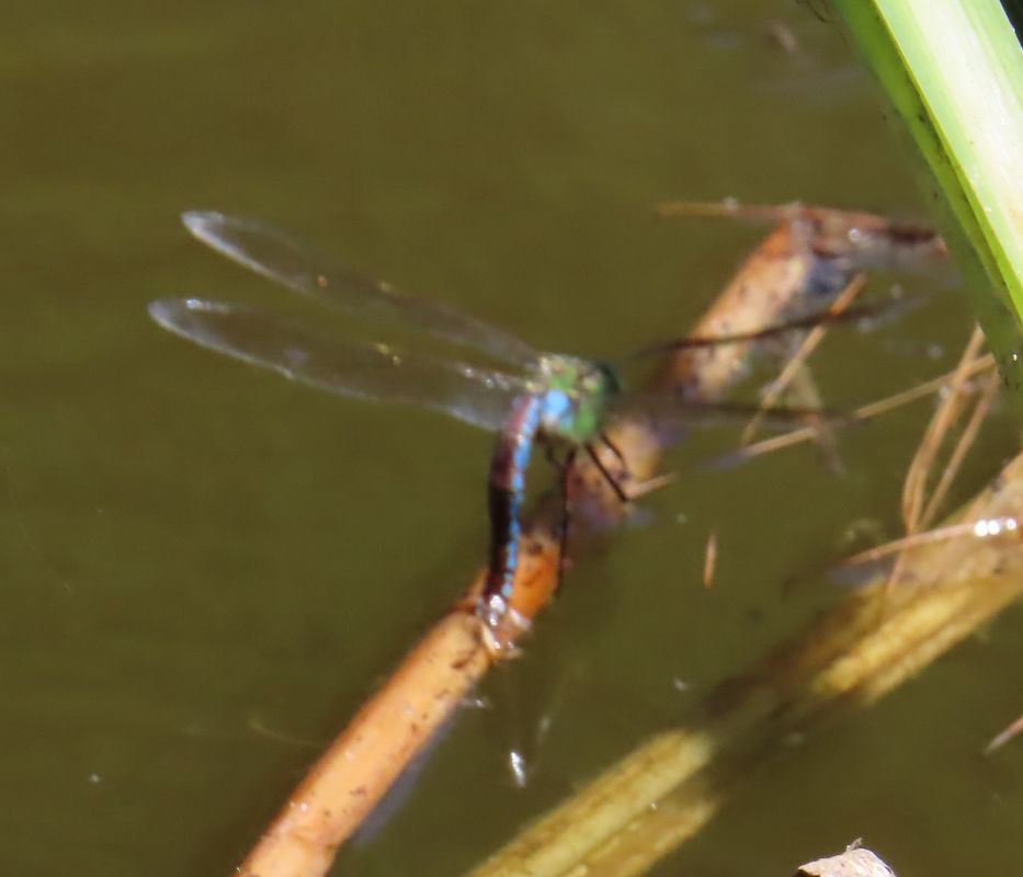 Anax imperator  - Nicola Pilon