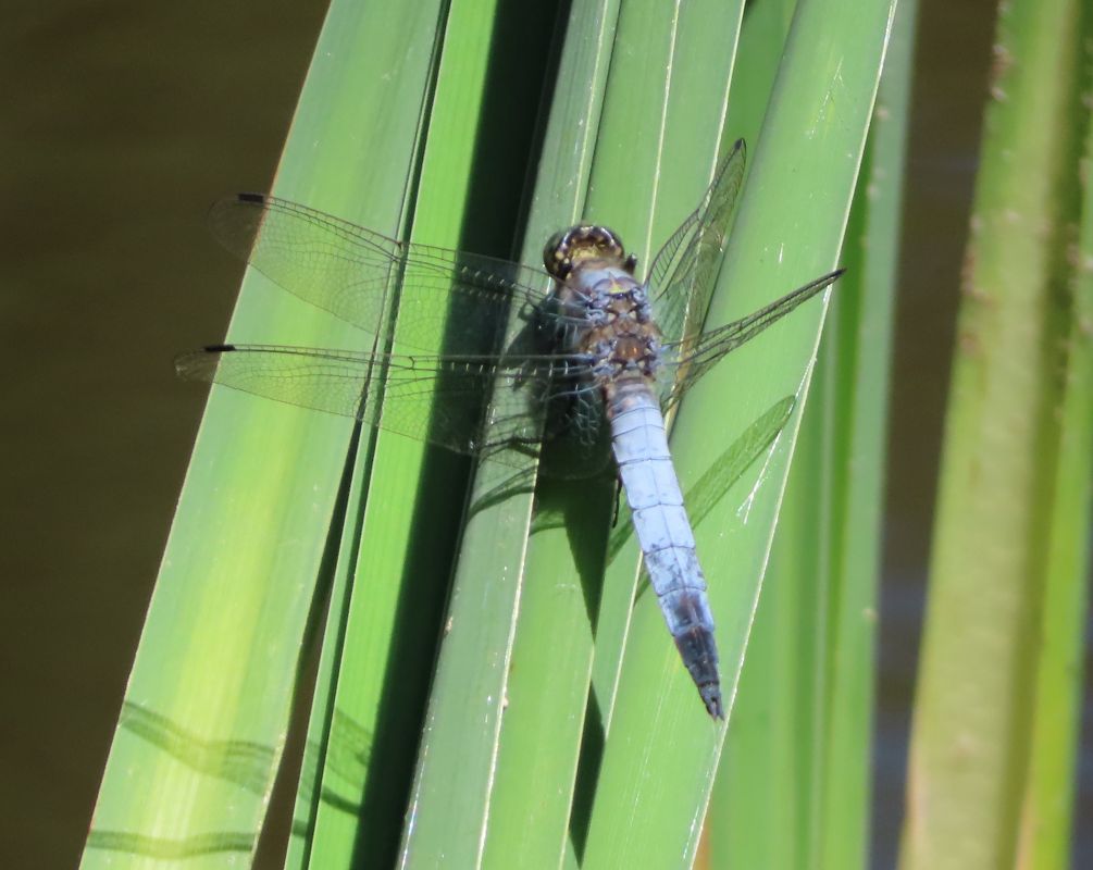 Orthetrum cancellatum  - Nicola Pilon