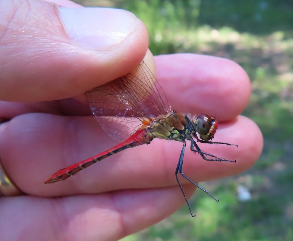 Sympetrum sanguineum  - Nicola Pilon