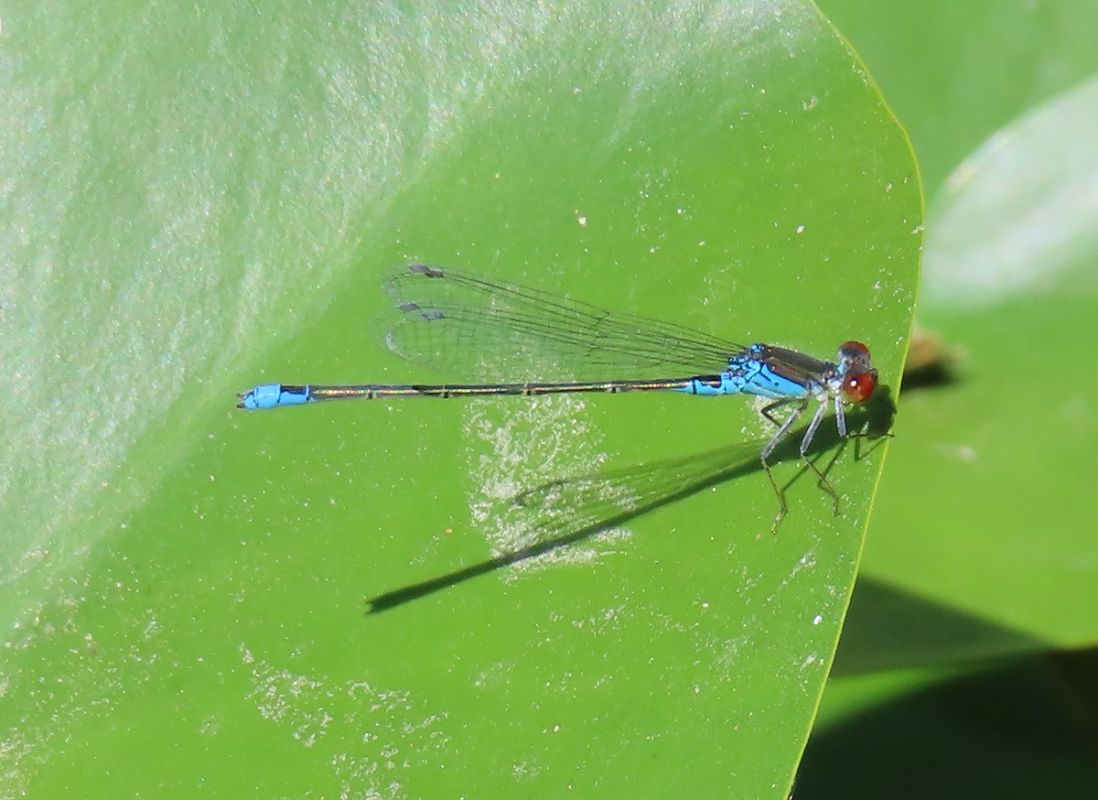 Erythromma viridulum  - Nicola Pilon