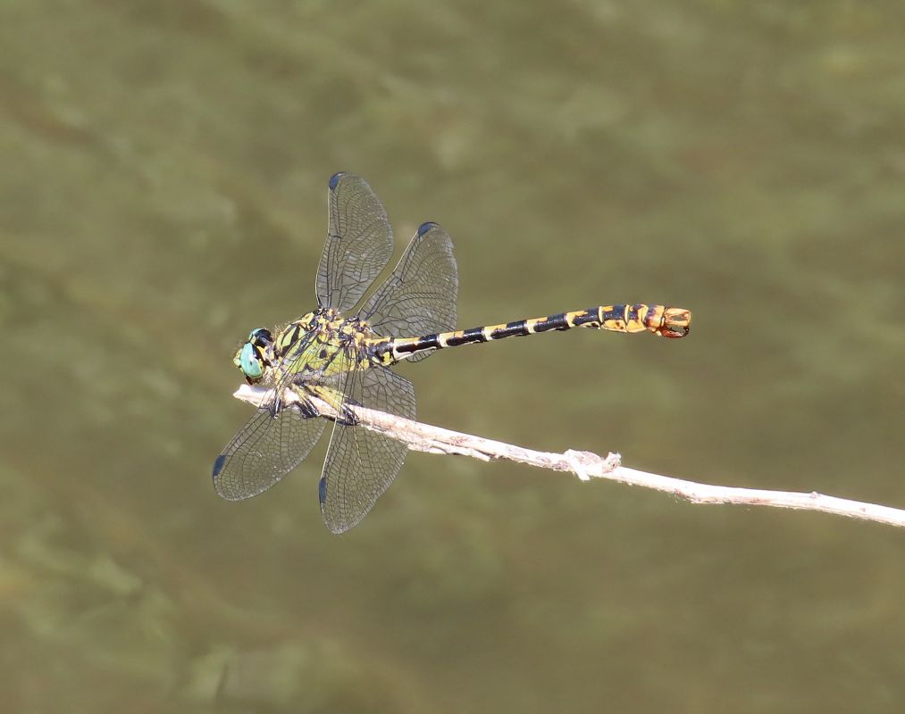 Onychogomphus forcipatus  - Nicola Pilon