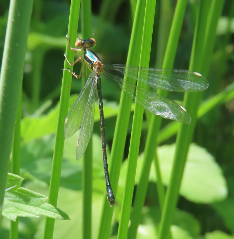 Chalcolestes viridis  - Nicola Pilon