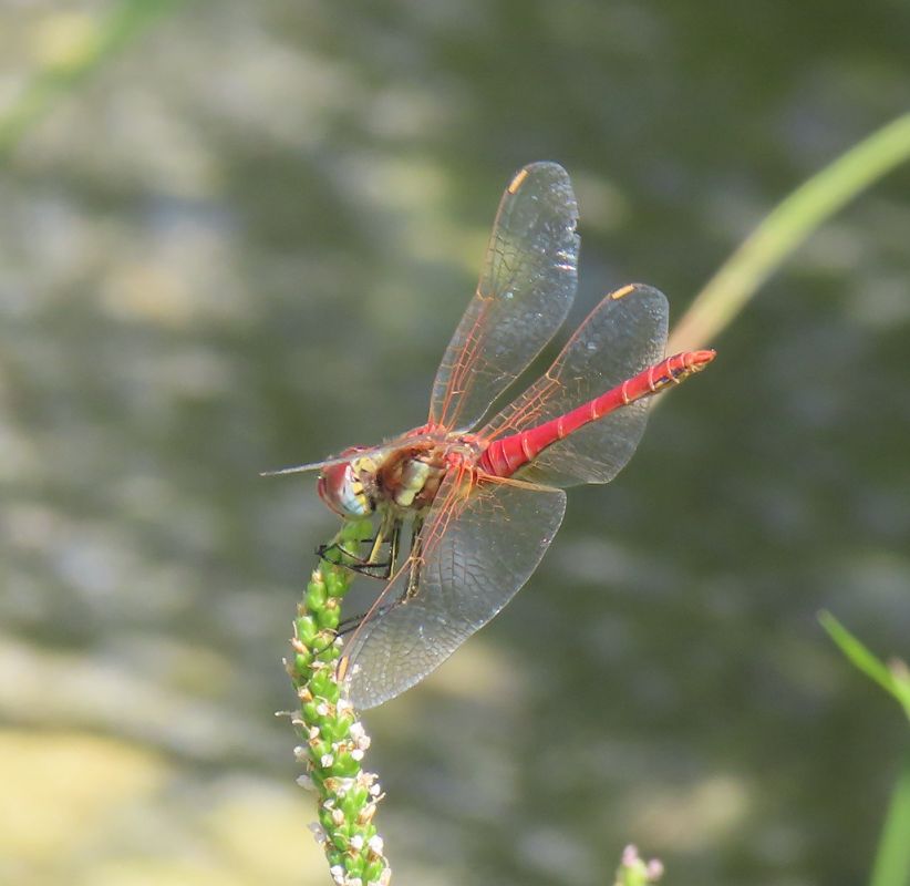Sympetrum fonscolombei  - Nicola Pilon