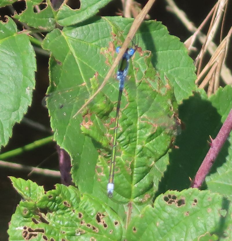 Lestes sponsa  - Nicola Pilon