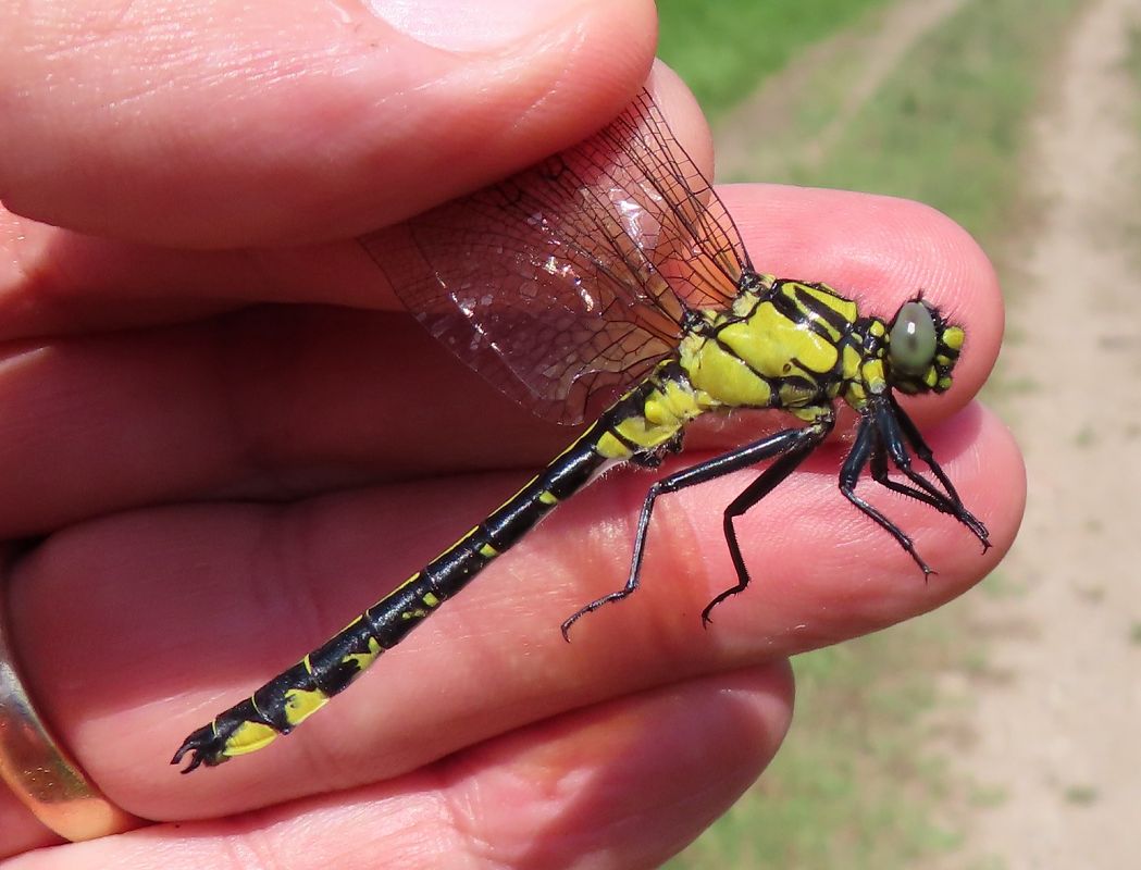 Gomphus vulgatissimus  - Nicola Pilon