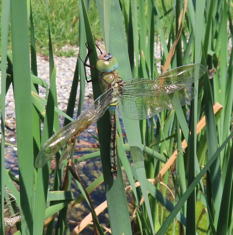 Anax parthenope  - Nicola Pilon