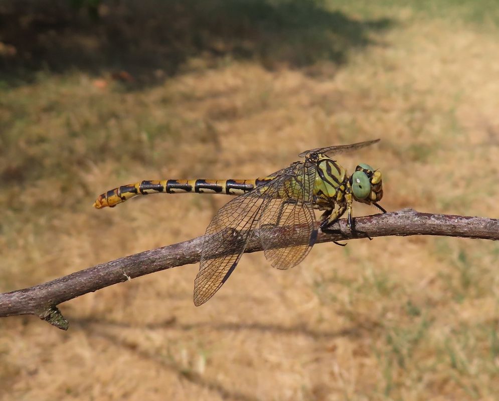 Onychogomphus forcipatus  - Nicola Pilon
