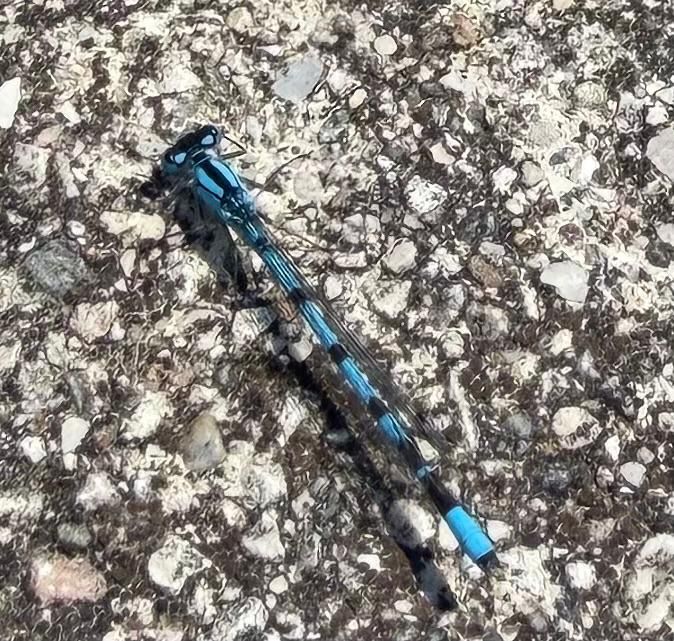 Enallagma cyathigerum  - Anonimo