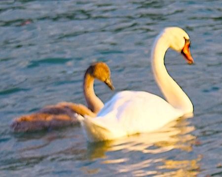 Cigno reale  - Angelo Pasqua