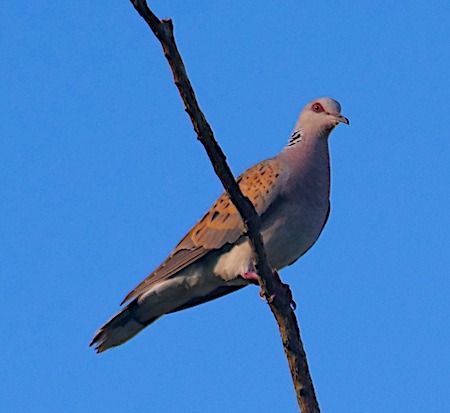 Tortora selvatica  - Angelo Pasqua