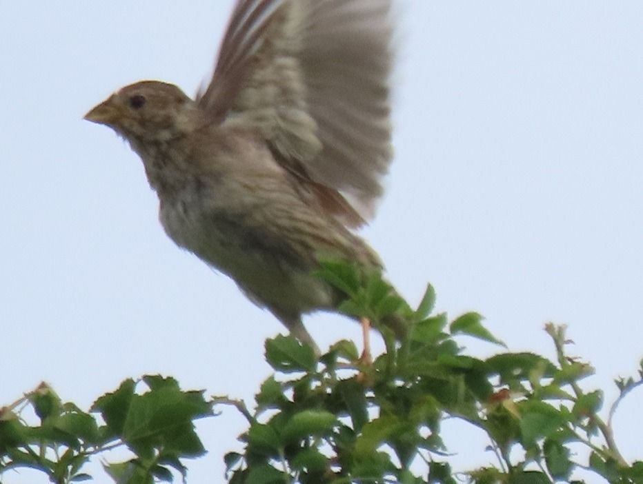 Corn Bunting  - Roberto Boscaini