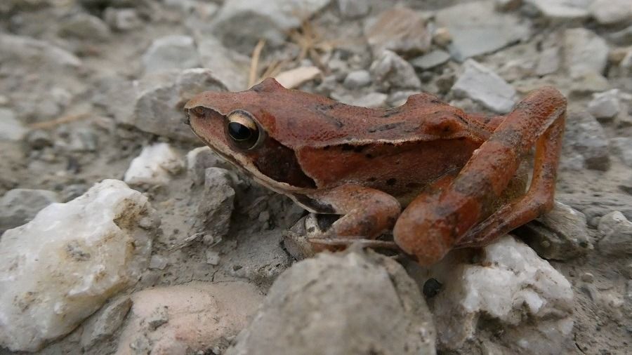 Rana dalmatina  - Massimo Gigante