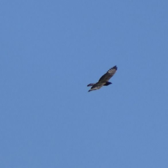 Falco pecchiaiolo  - Gaspare Adinolfi