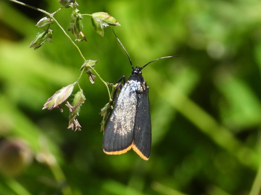 Catastia marginea  - Mirko Tomasi