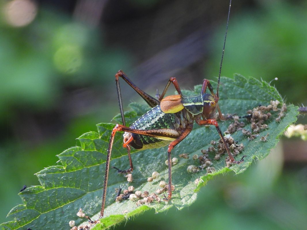 Barbitistes obtusus  - Mirko Tomasi