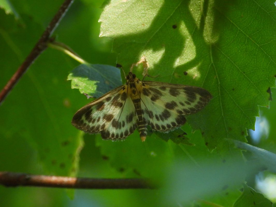 Anania hortulata  - Mirko Tomasi