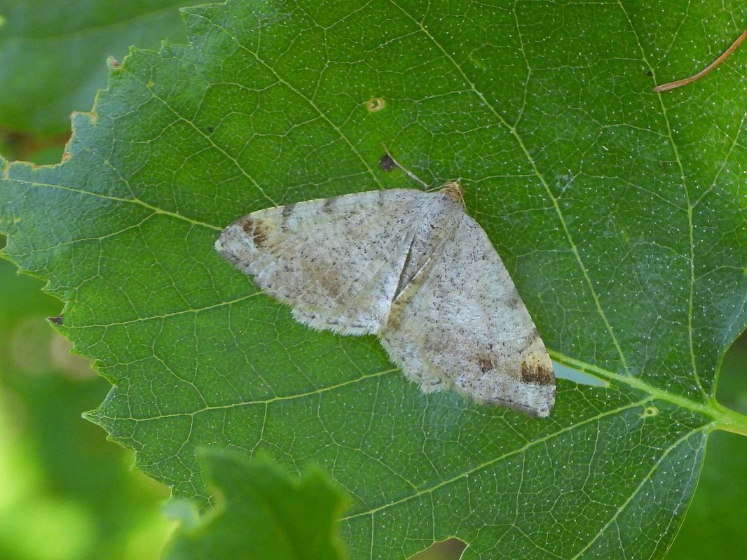 Macaria liturata  - Mirko Tomasi