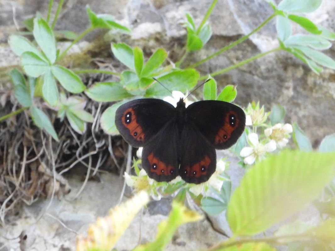 Erebia styx  - Mirko Tomasi