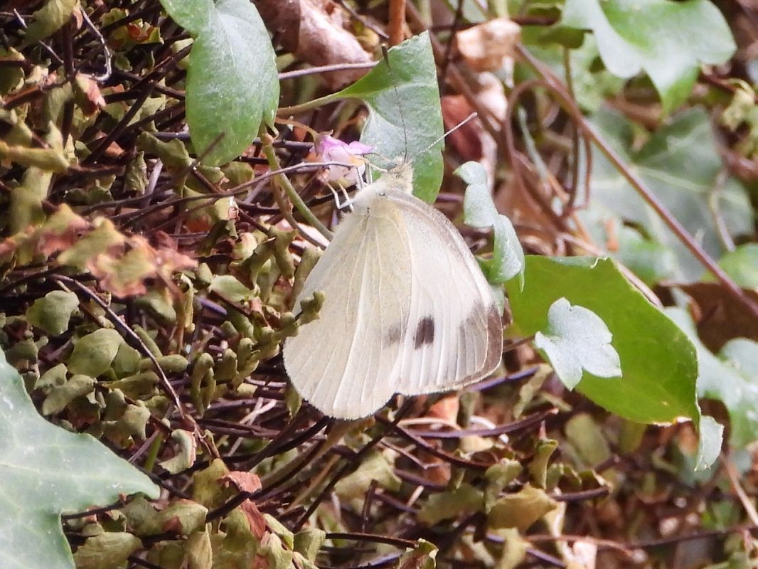 Pieris mannii  - Mirko Tomasi