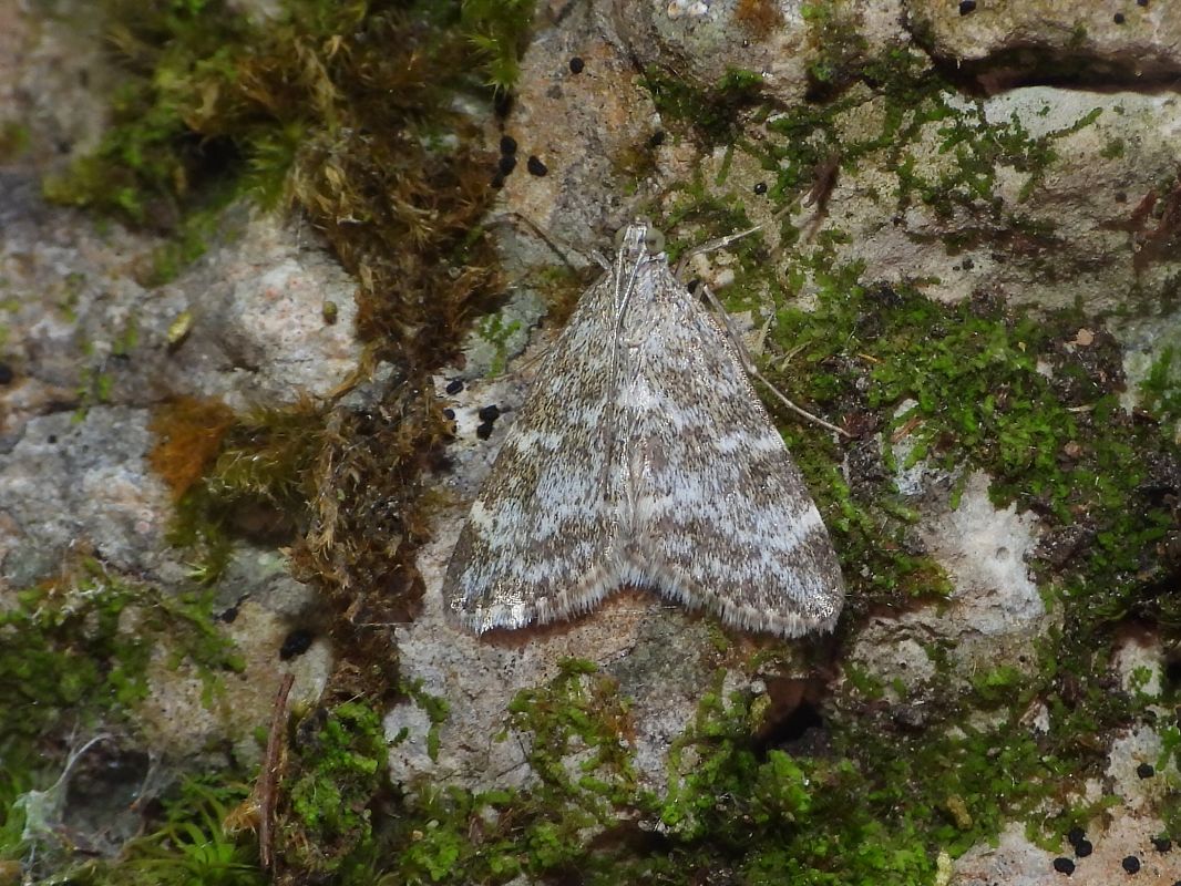 Evergestis sophialis  - Mirko Tomasi
