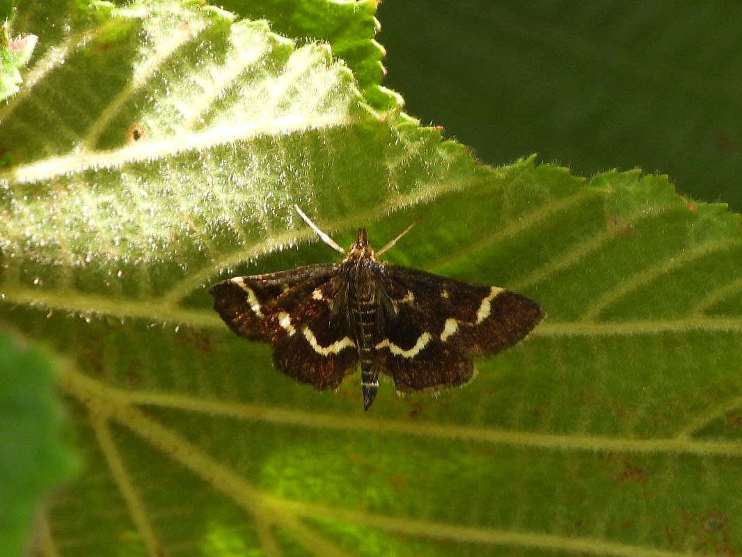 Pyrausta nigrata  - Mirko Tomasi