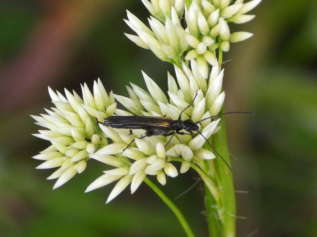 Oedemera pthysica  - Mirko Tomasi