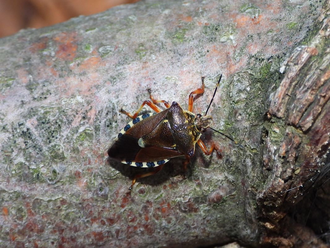 Pinthaeus sanguinipes  - Mirko Tomasi