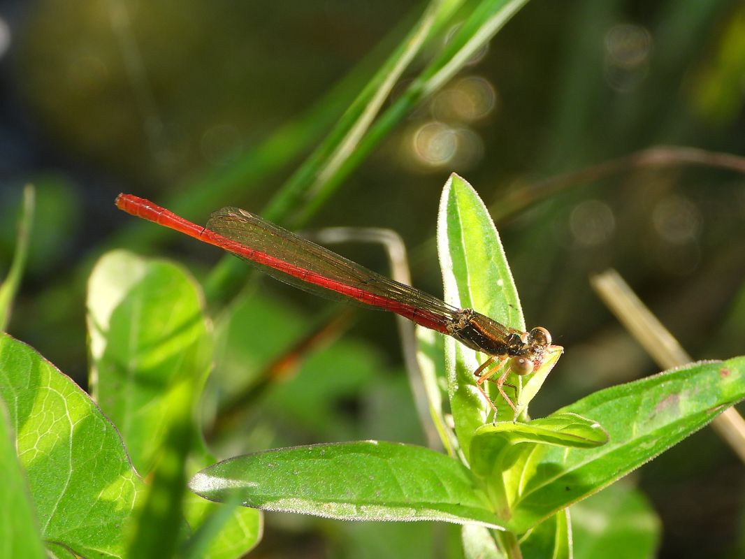 Ceriagrion tenellum  - Mirko Tomasi