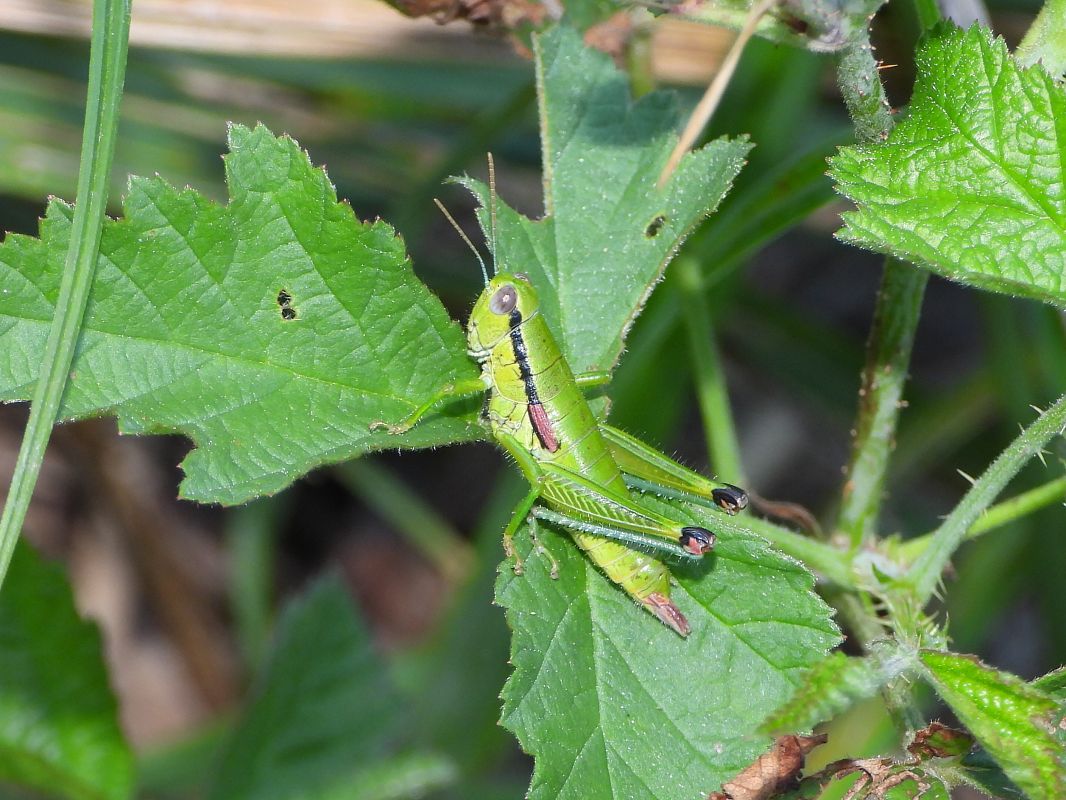 Odontopodisma decipiens  - Mirko Tomasi