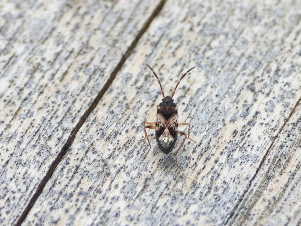 Scolopostethus affinis  - Mirko Tomasi