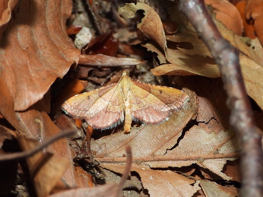 Endotricha flammealis  - Mirko Tomasi