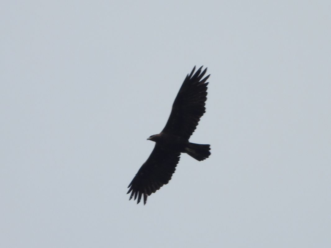 Aquila reale  - Mirko Tomasi