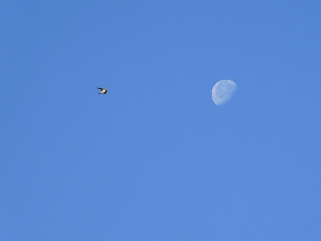Barn Swallow  - Maria Rita Gelso