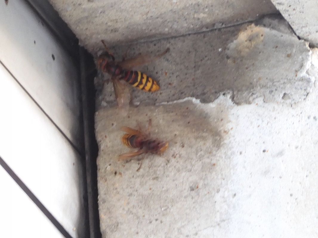 Vespa crabro  - Maria Rita Gelso