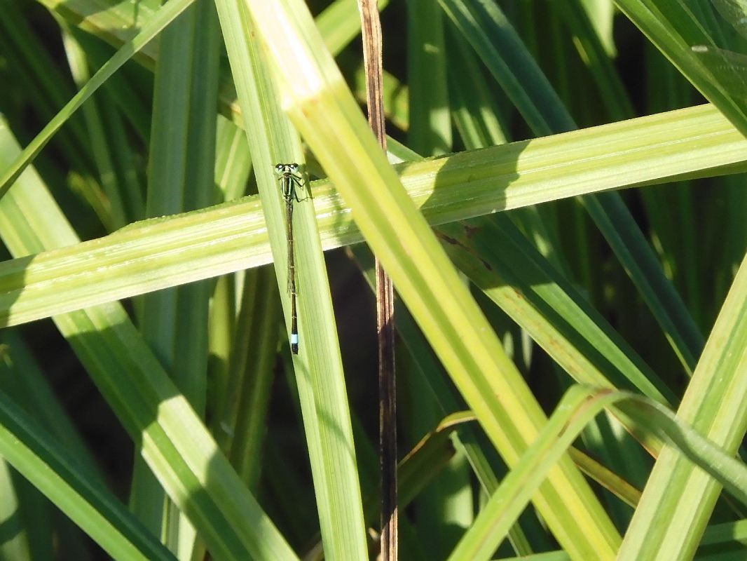 Ischnura elegans  - Maria Rita Gelso