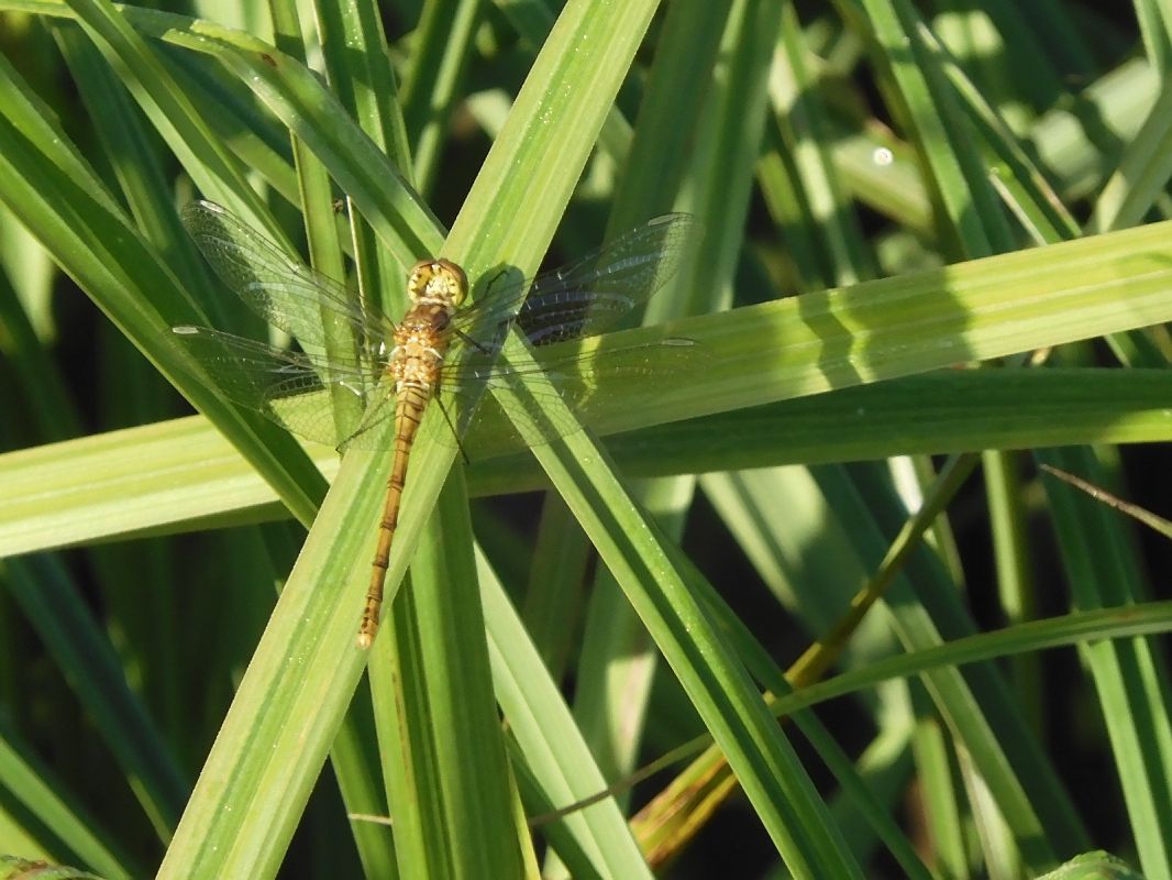 Sympetrum striolatum  - Maria Rita Gelso
