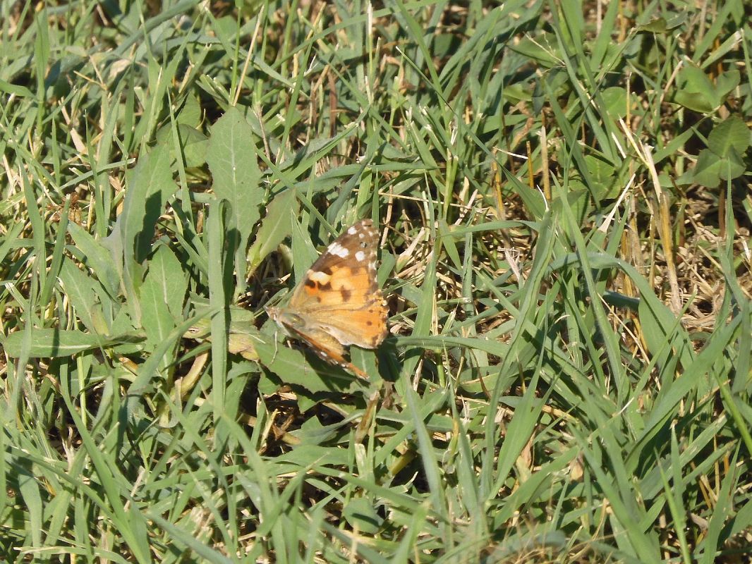 Vanessa cardui  - Maria Rita Gelso
