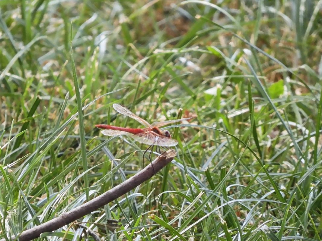 Sympetrum fonscolombei  - Maria Rita Gelso