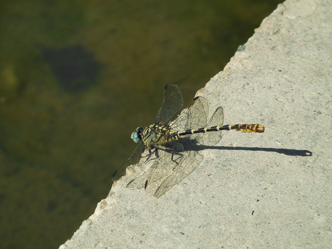 Onychogomphus forcipatus  - Maria Rita Gelso