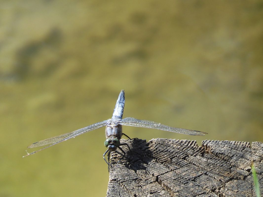 Orthetrum cancellatum  - Maria Rita Gelso