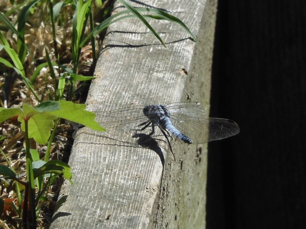 Orthetrum albistylum  - Maria Rita Gelso