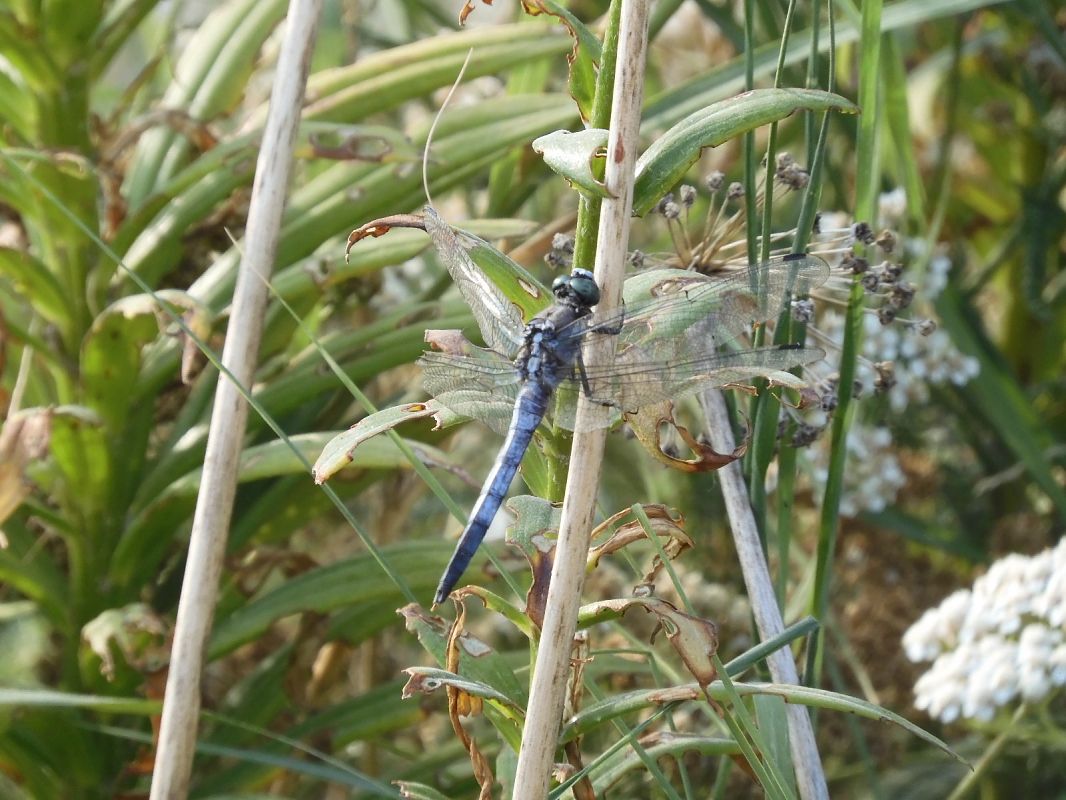 Orthetrum albistylum  - Maria Rita Gelso