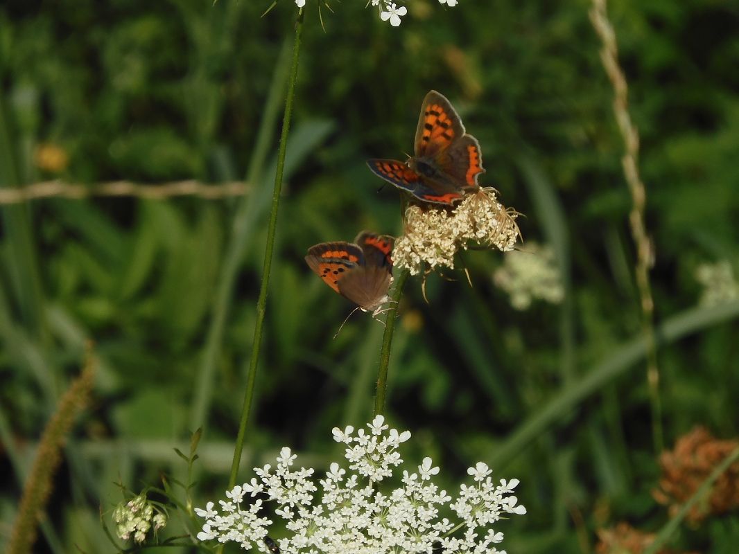 Lycaena phlaeas  - Maria Rita Gelso