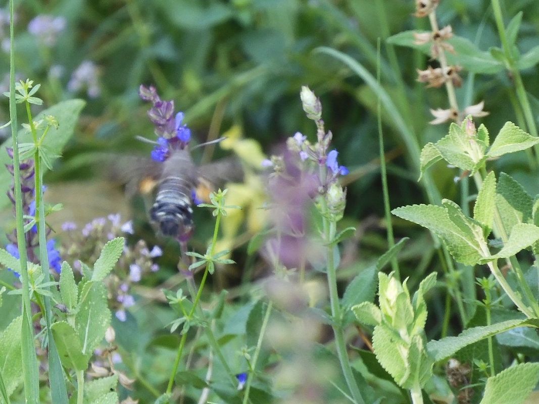 Macroglossum stellatarum  - Maria Rita Gelso